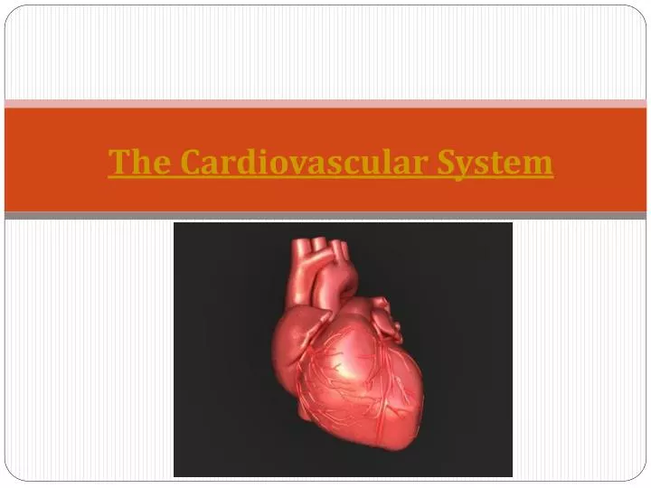 the cardiovascular system