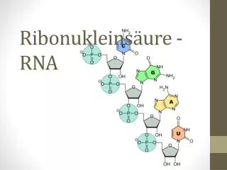 Ribonukleins äure - RNA