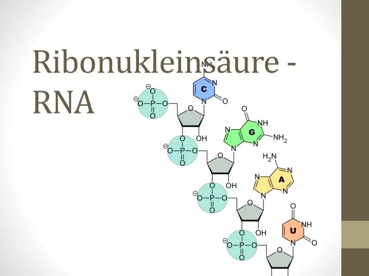 ribonukleins ure rna