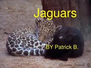 Jaguars