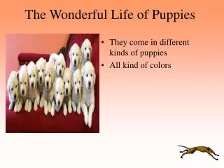 The Wonderful Life of Puppies