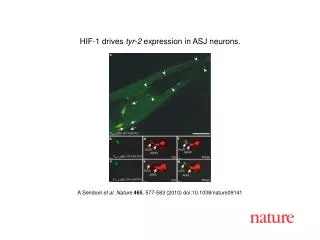 A Sendoel et al . Nature 465 , 577 - 583 (2010) doi:10.1038/nature09141