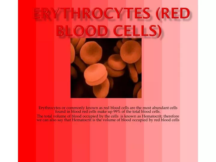 erythrocytes red blood cells