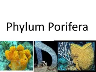 Phylum Porifera