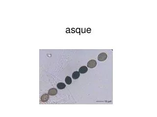 asque