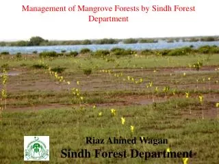 Management of Mangrove Forests by Sindh Forest Department