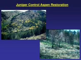 Juniper Control Aspen Restoration
