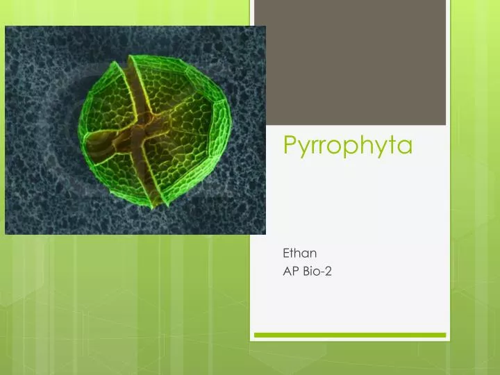 pyrrophyta
