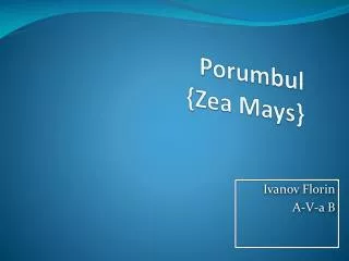 porumbul zea mays