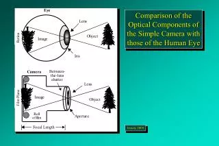 Comparison of the Optical Components of the Simple Camera with those of the Human Eye