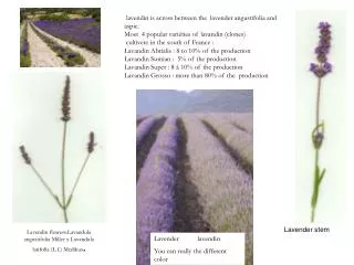 Lavender lavendin You can really the different color