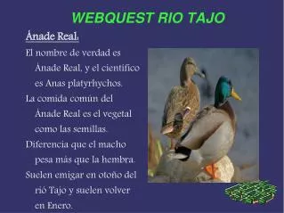 webquest rio tajo