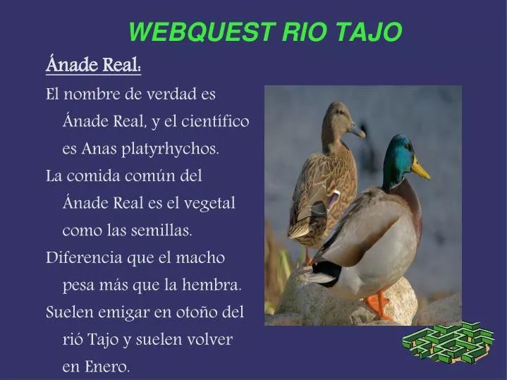 webquest rio tajo