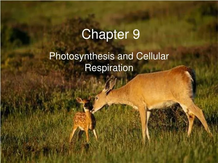 photosynthesis and cellular respiration