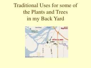 Traditional Uses for some of the Plants and Trees in my Back Yard