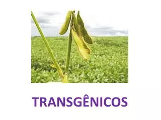 transg nicos
