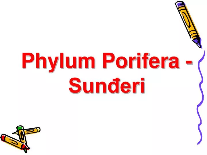 phylum porifera sun eri