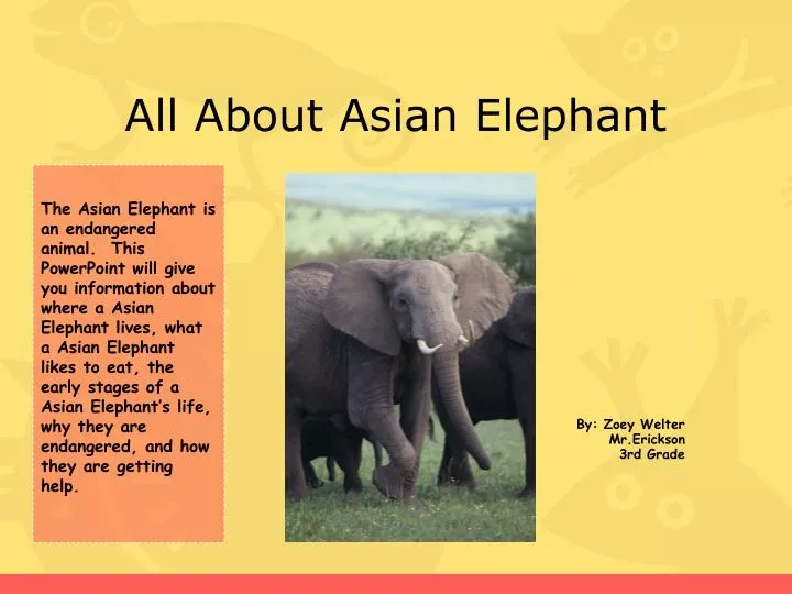 all about asian elephant