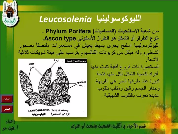 leucosolenia