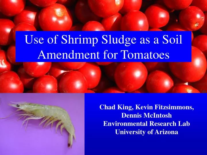 use of shrimp sludge as a soil amendment for tomatoes