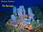 Phylum: Porifera The Sponges - slide 1