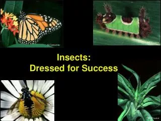 Insects: Dressed for Success