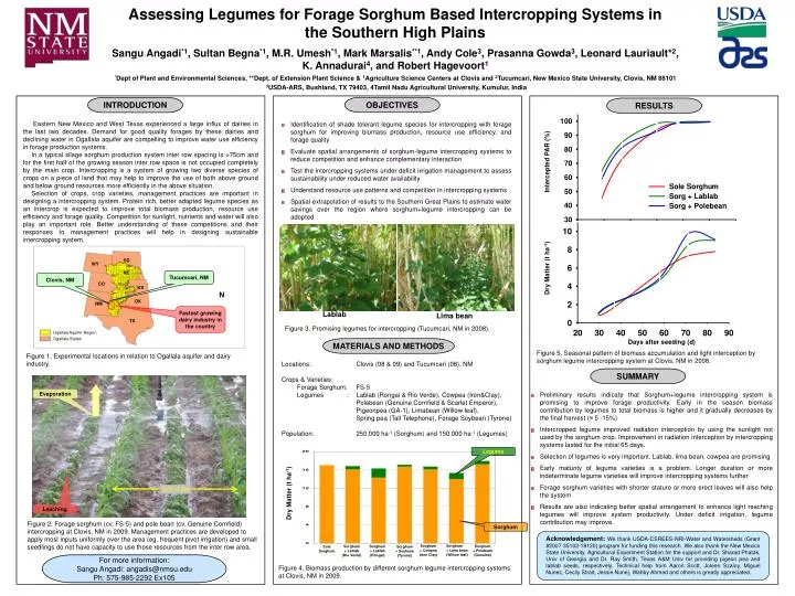 PPT - Assessing Legumes for Forage Sorghum Based Intercropping Systems ...