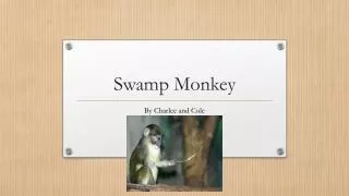 Swamp Monkey