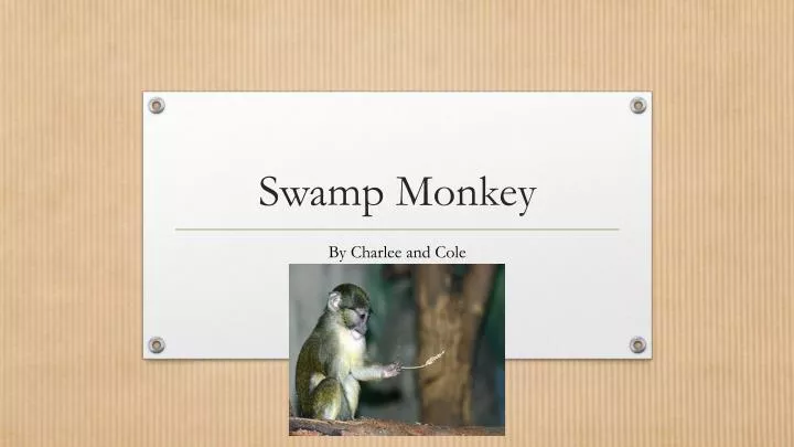 swamp monkey