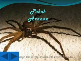 P ókok Aranae