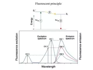 Fluorescent principle