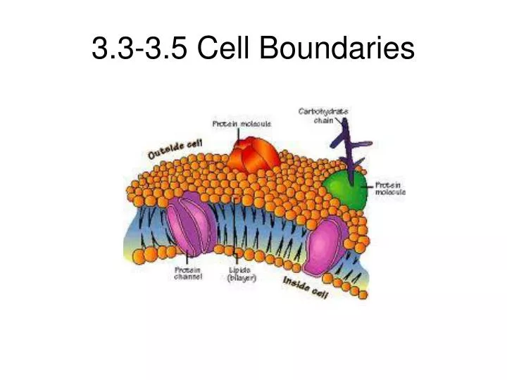3 3 3 5 cell boundaries