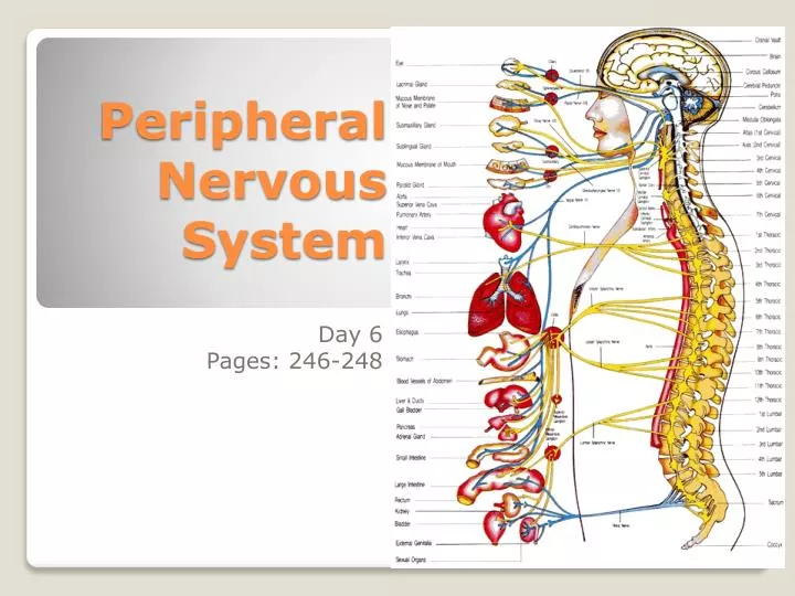 peripheral nervous system
