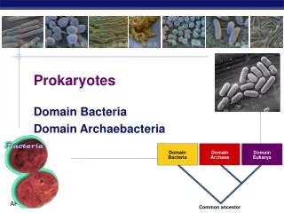 Prokaryotes