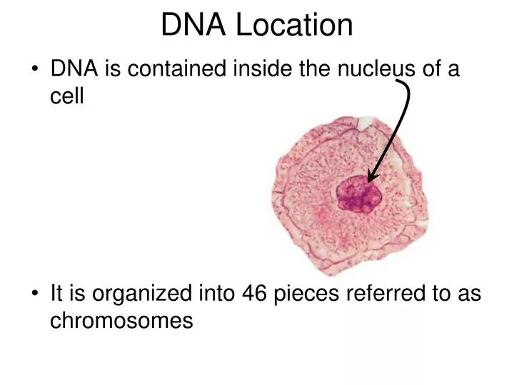 dna location