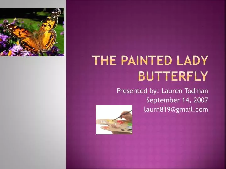 the painted lady butterfly