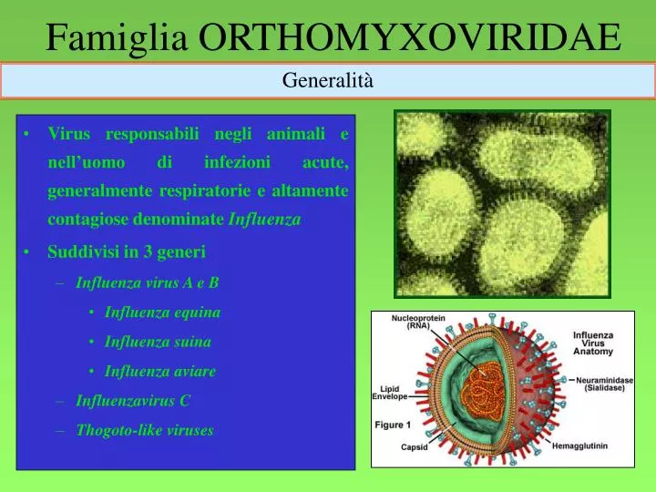 famiglia orthomyxoviridae