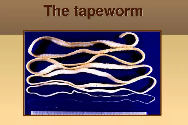 the tapeworm