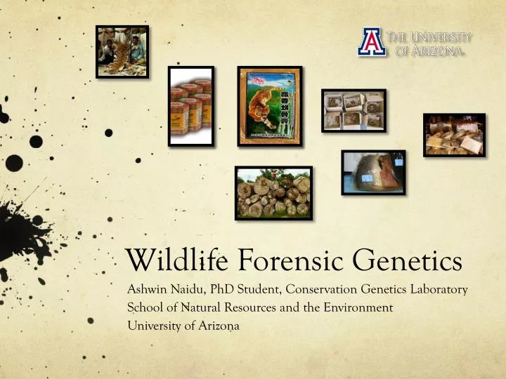 Ppt Wildlife Forensic Genetics Powerpoint Presentation Free Download Id 5359274