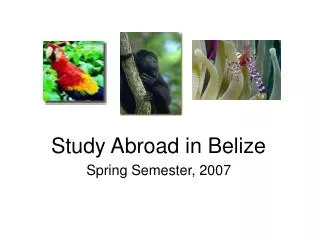 Study Abroad in Belize Spring Semester, 2007
