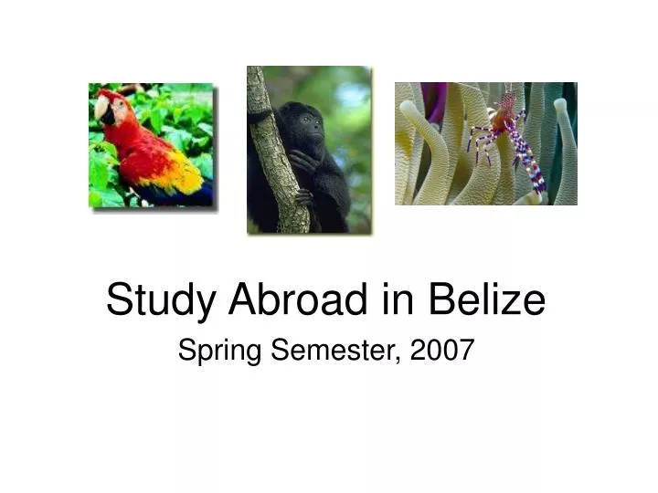 study abroad in belize spring semester 2007