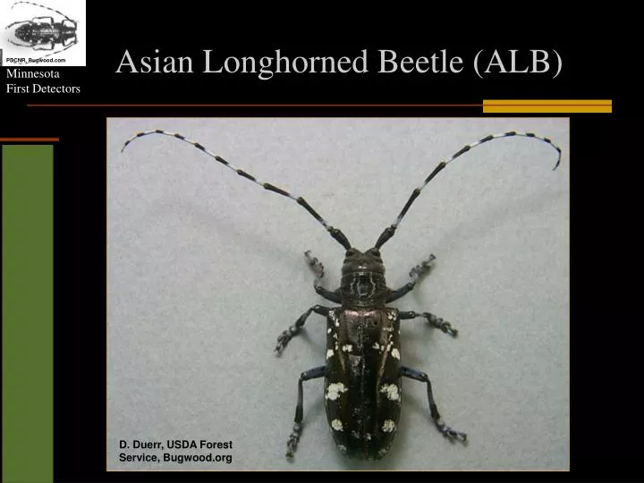 asian l onghorned beetle alb