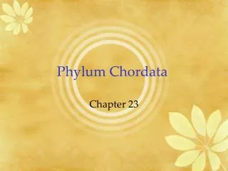 Phylum Chordata