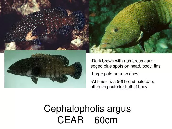 cephalopholis argus cear 60cm