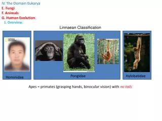 IV. The Domain Eukarya E. Fungi F. Animals G. Human Evolution 1. Overview: