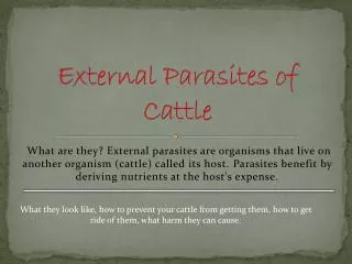 External Parasites of Cattle