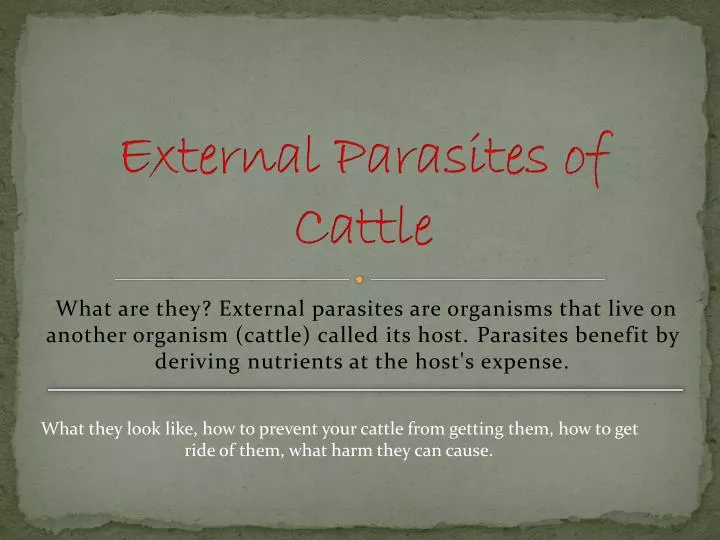 external parasites of cattle