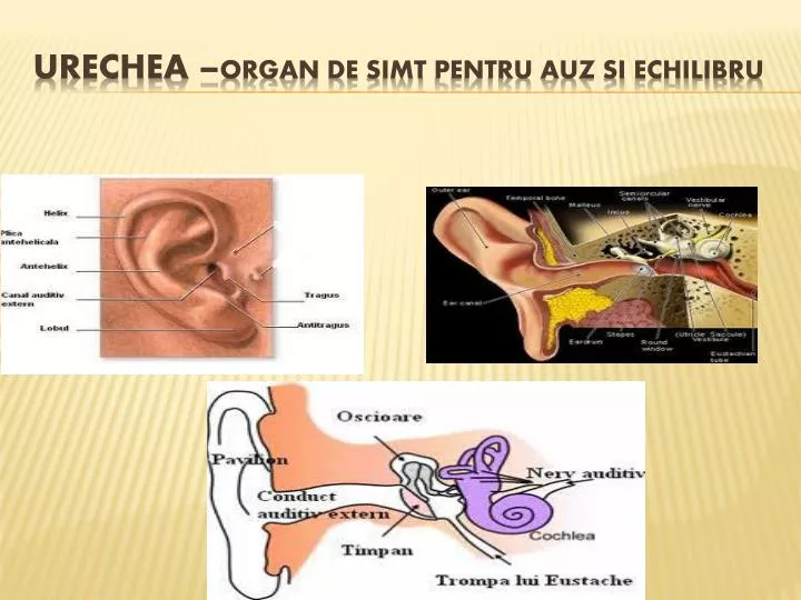 urechea organ de simt pentru auz si echilibru