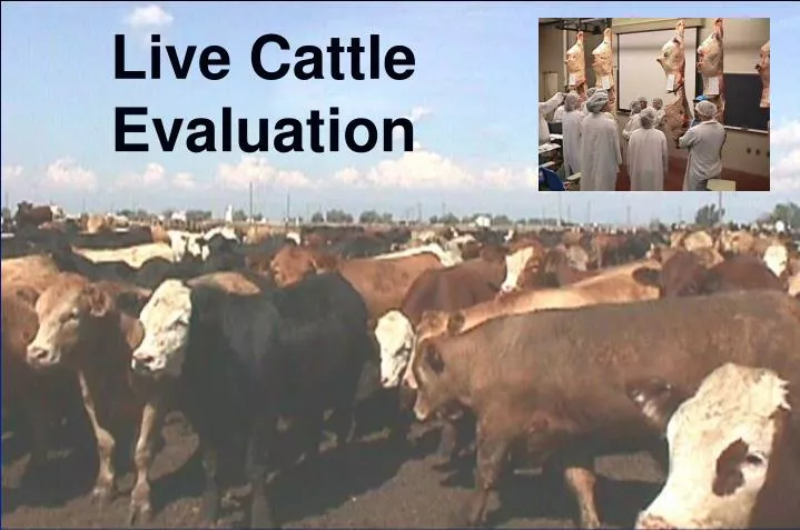 live cattle evaluation