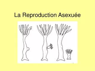 la reproduction asexu e